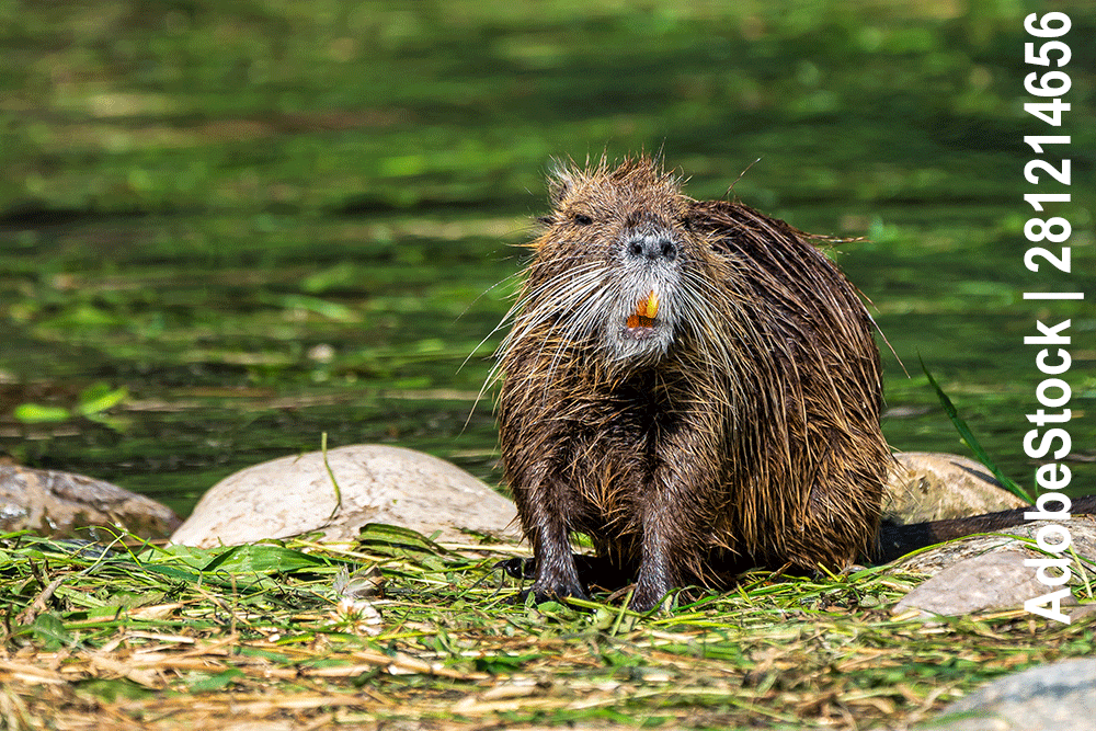 Nordamerikanische Biber, Castor canadensis Nordamerikanische Biber, Castor canadensis